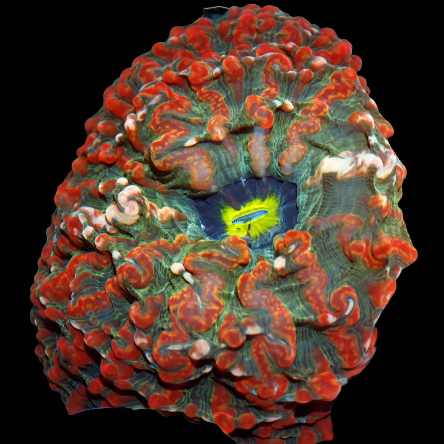 Ntx Indophyllia ultra grade A