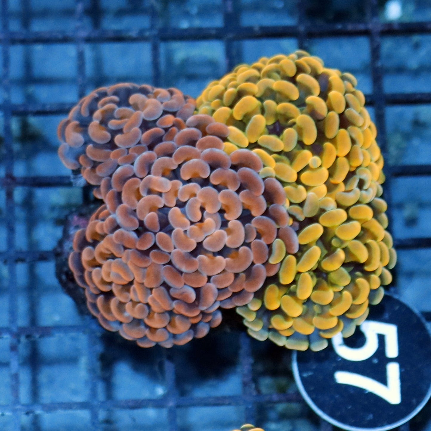 Ntx Combo Branching Hammer