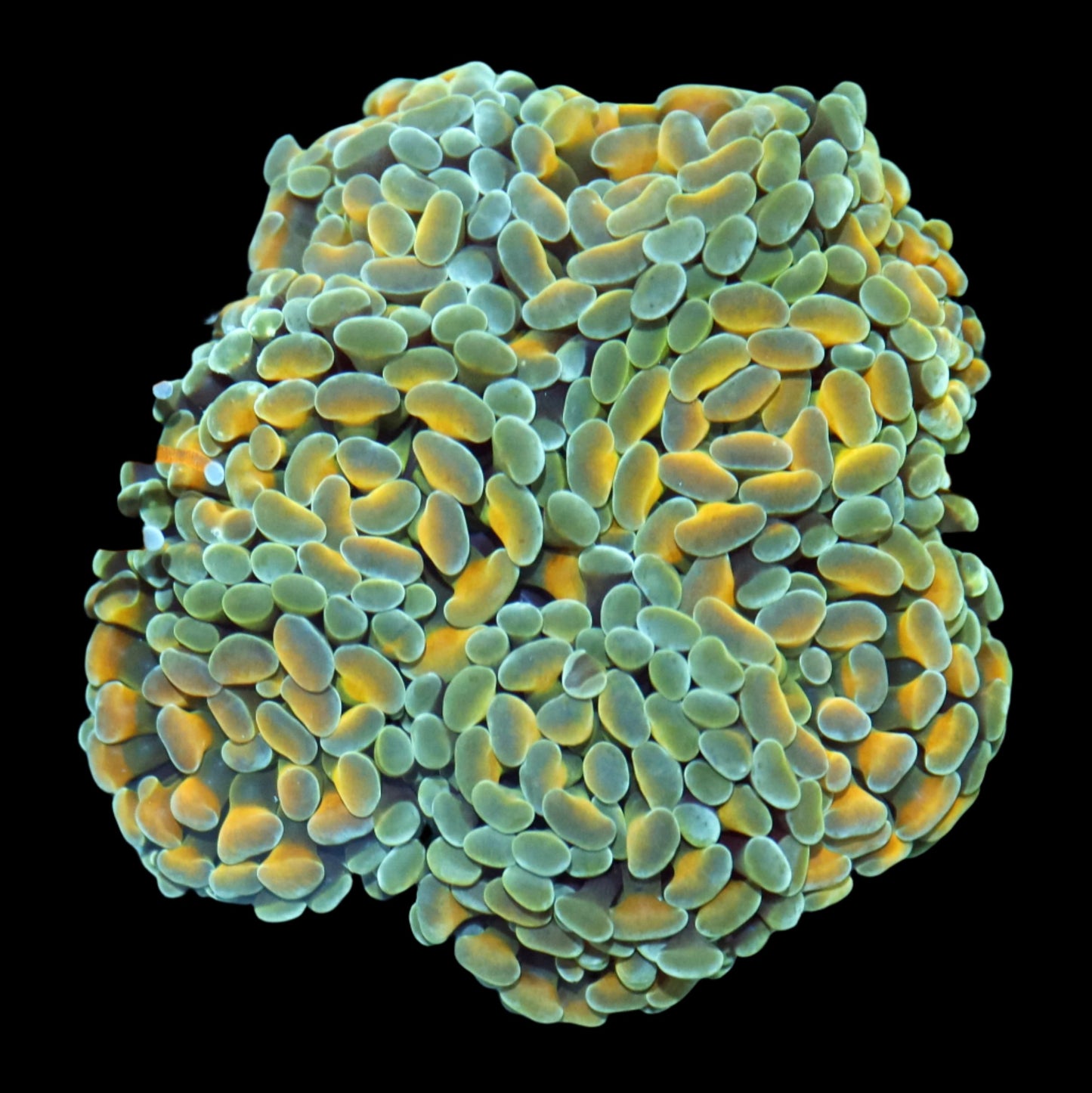 Hologram Hammer 1 Head