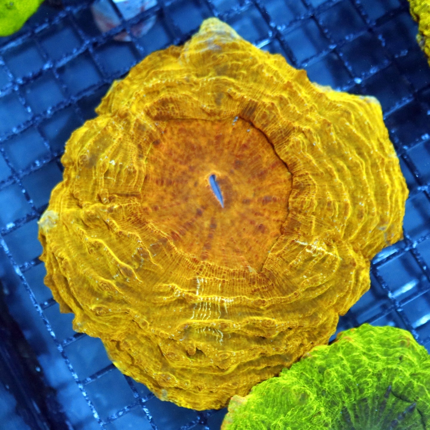 Ntx Golden Eye Acanthophyllia