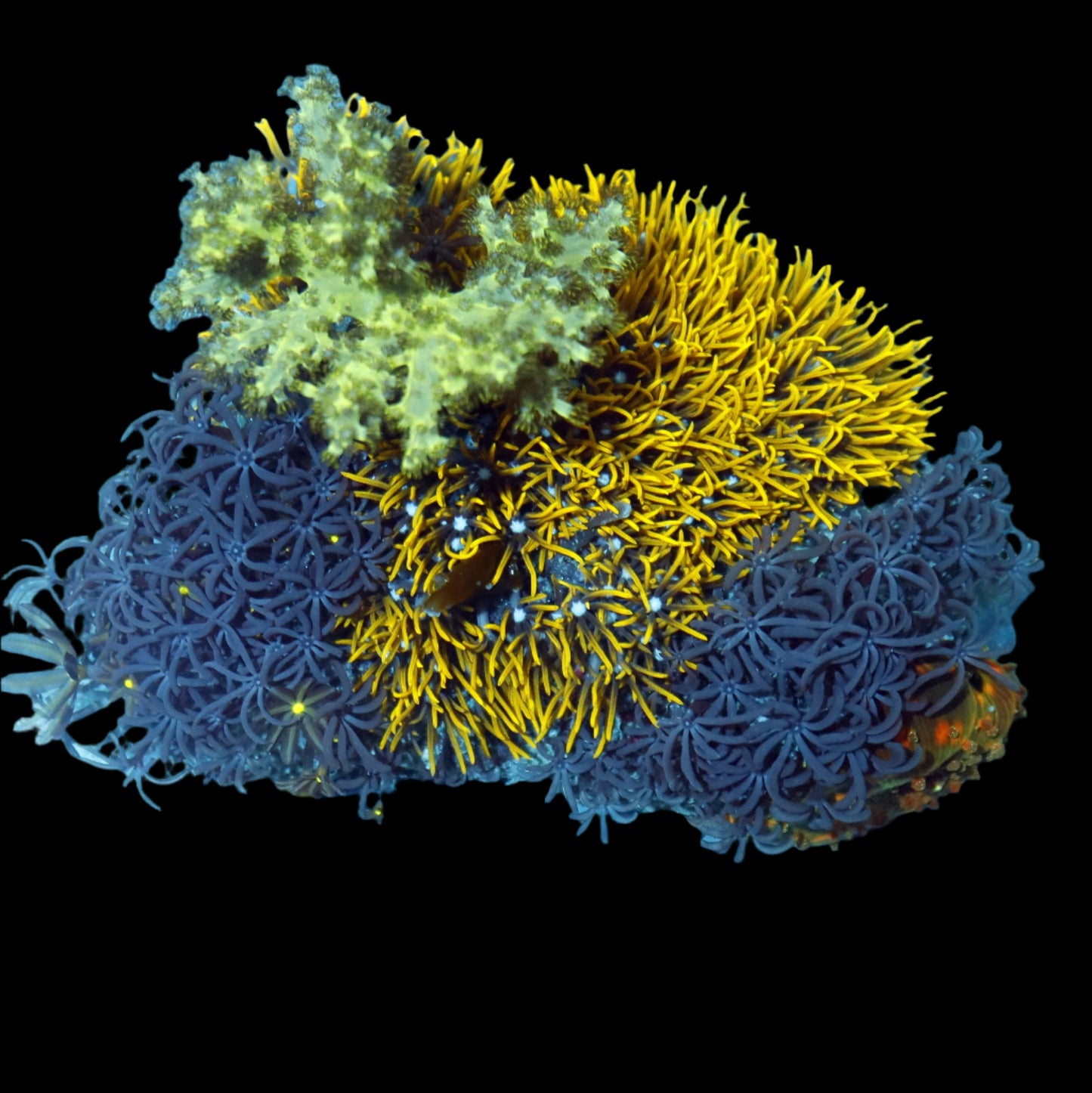 Gsp,daisy polyps ,green finger leather combo