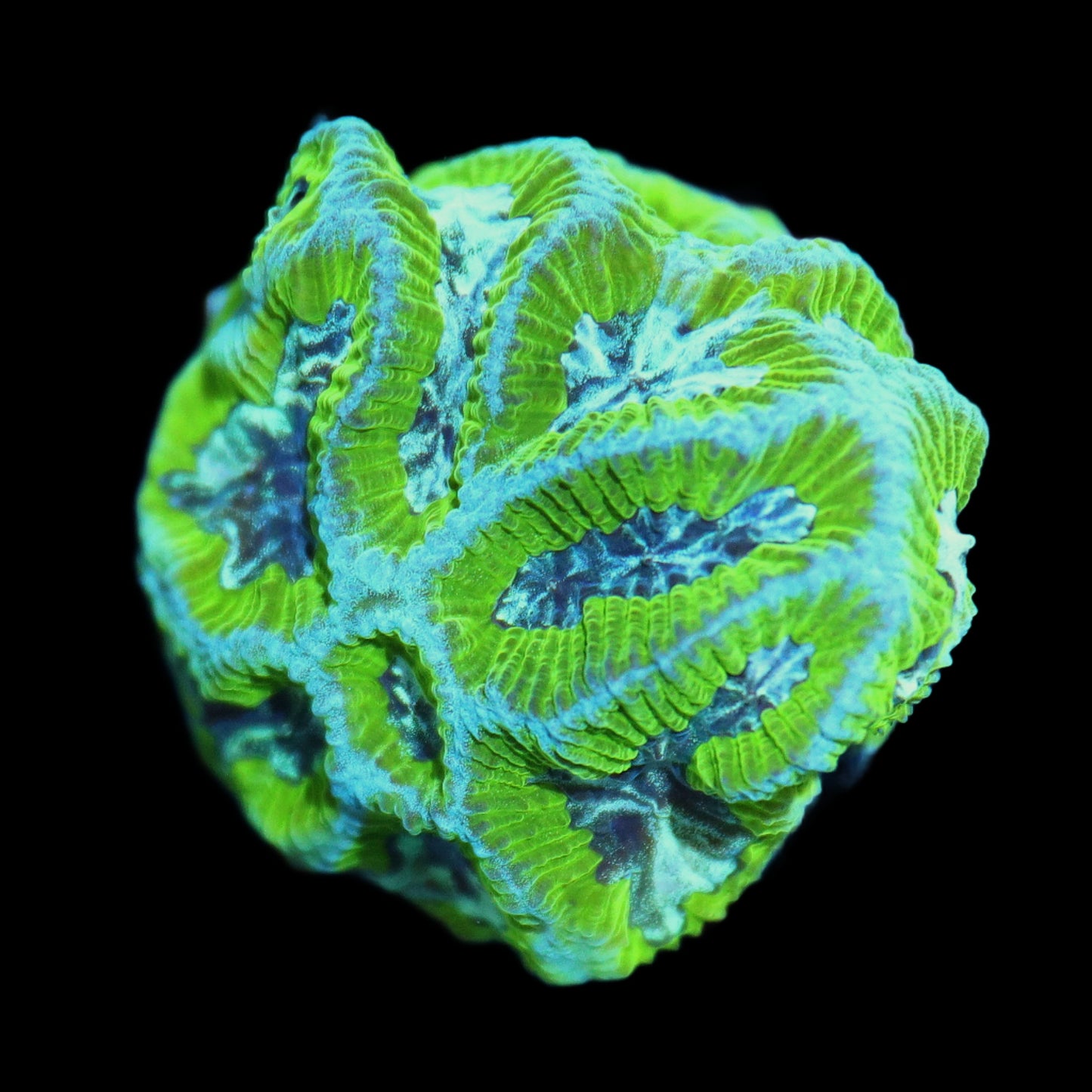 Ntx AUSSIE MAZE BRAIN