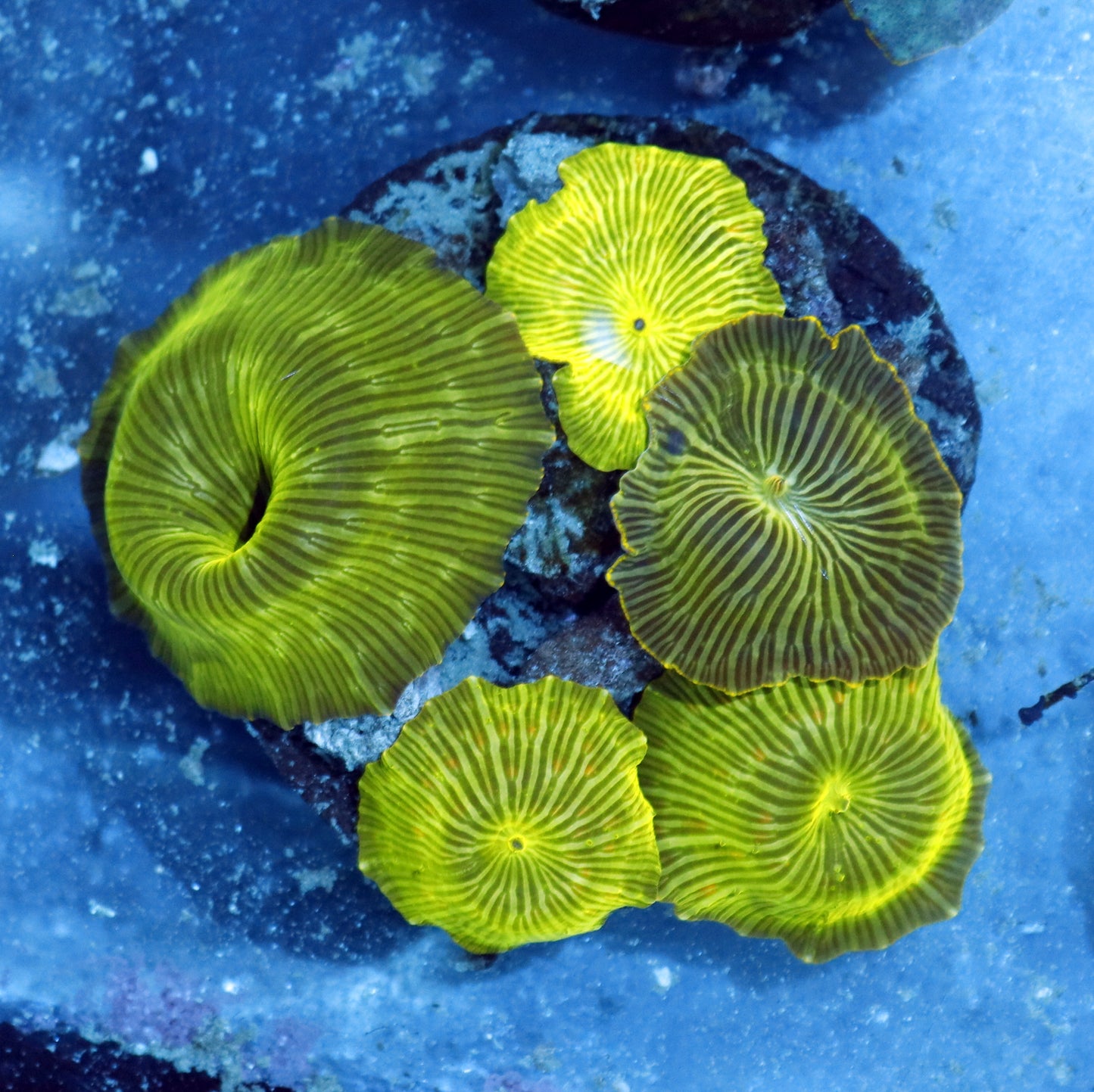 Ntx Metallic Green Watermelon Discosoma colony