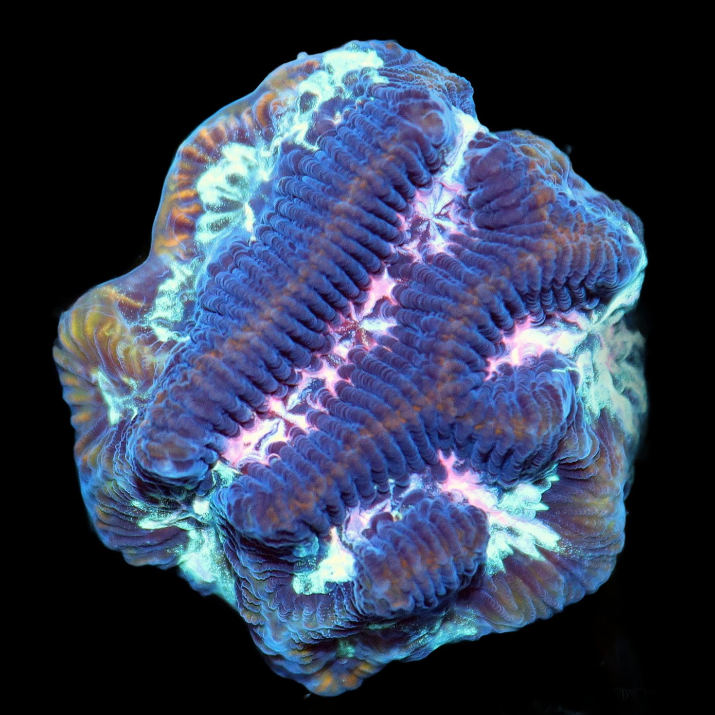 Ntx AUSSIE MAZE BRAIN