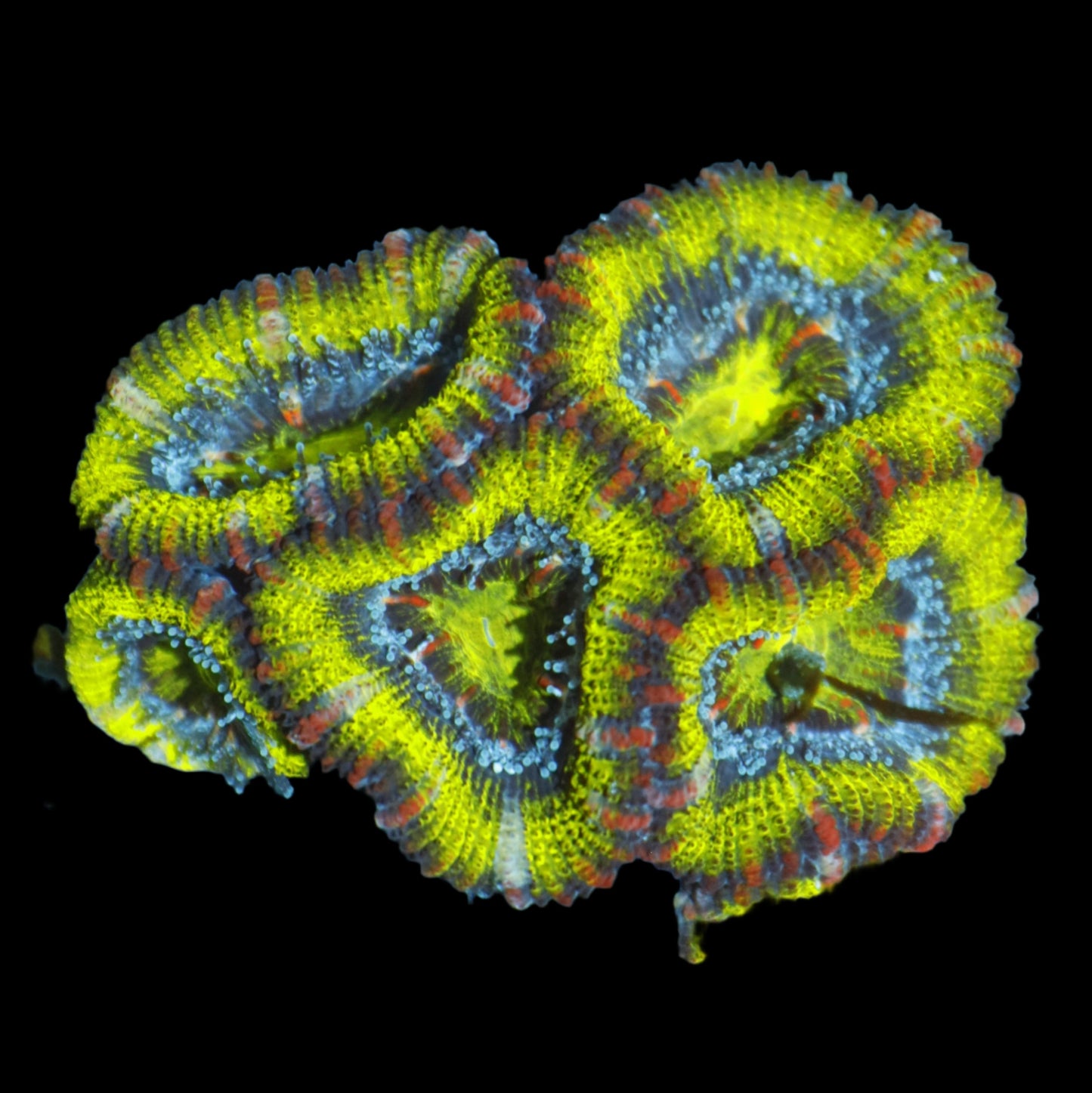 Ntx METALLIC GREEN ACANS