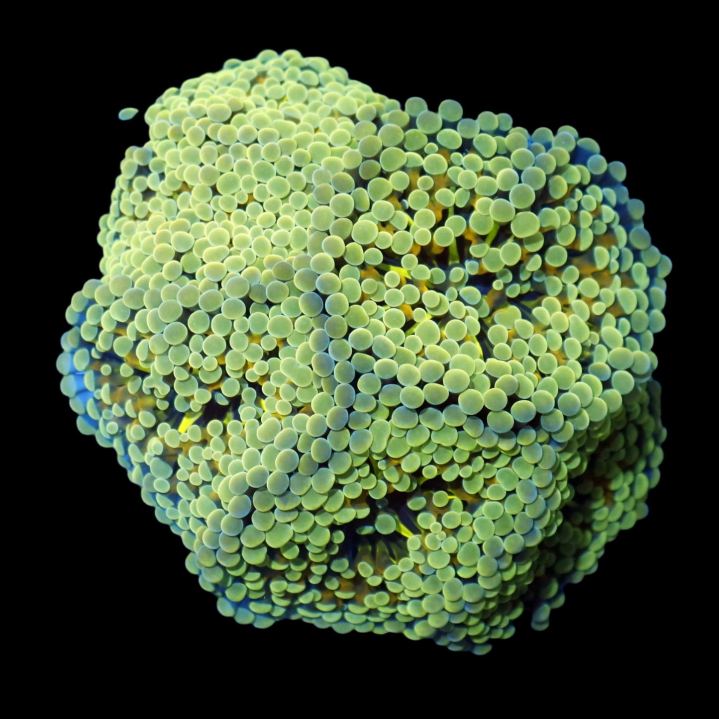 Ntx Orange Julius Frammer 1 Head