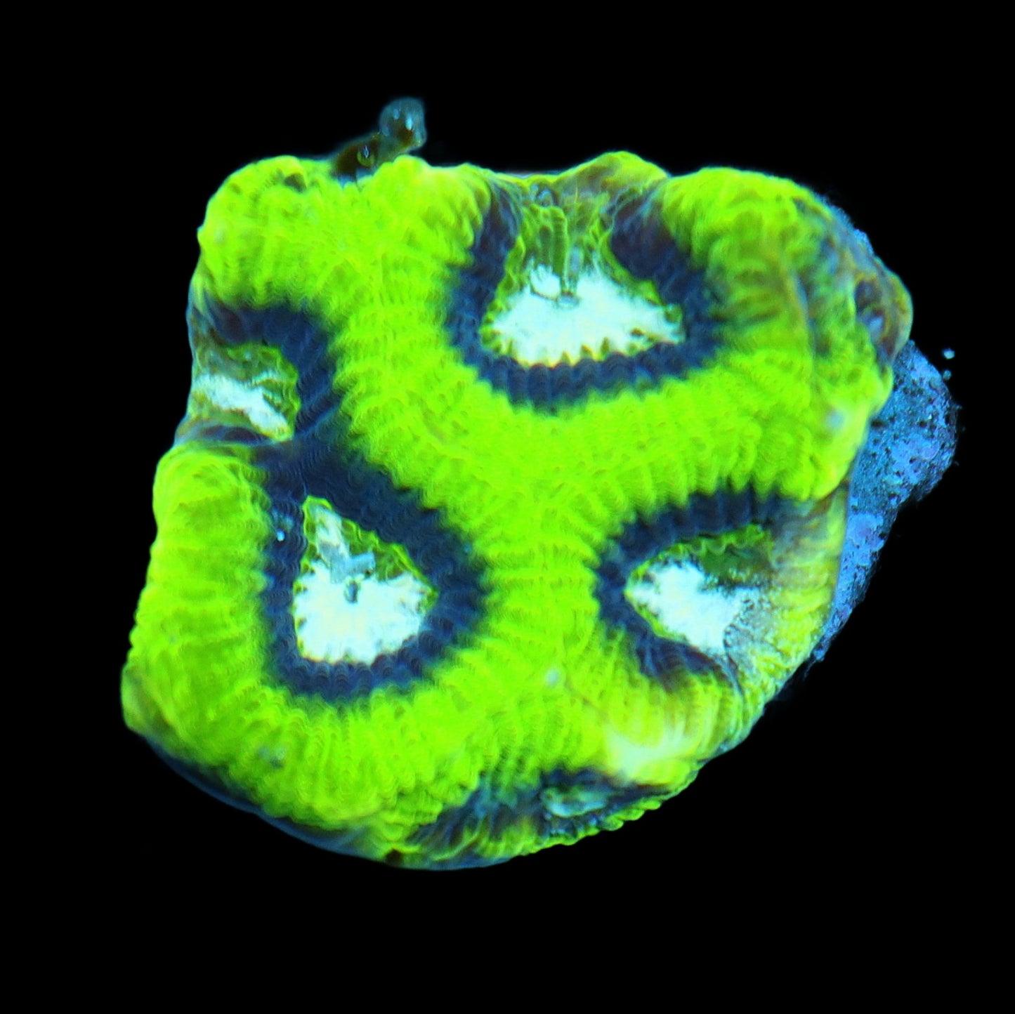 Ntx DAYGLOW AUSSIE MAZE BRAIN