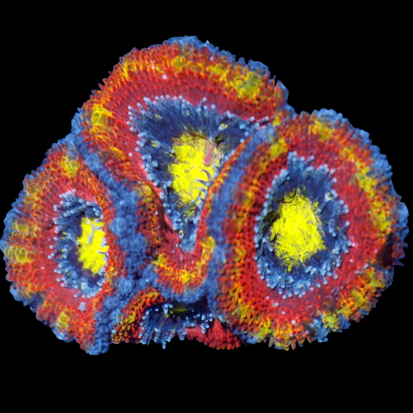 Ntx Highlighter Acan Lord