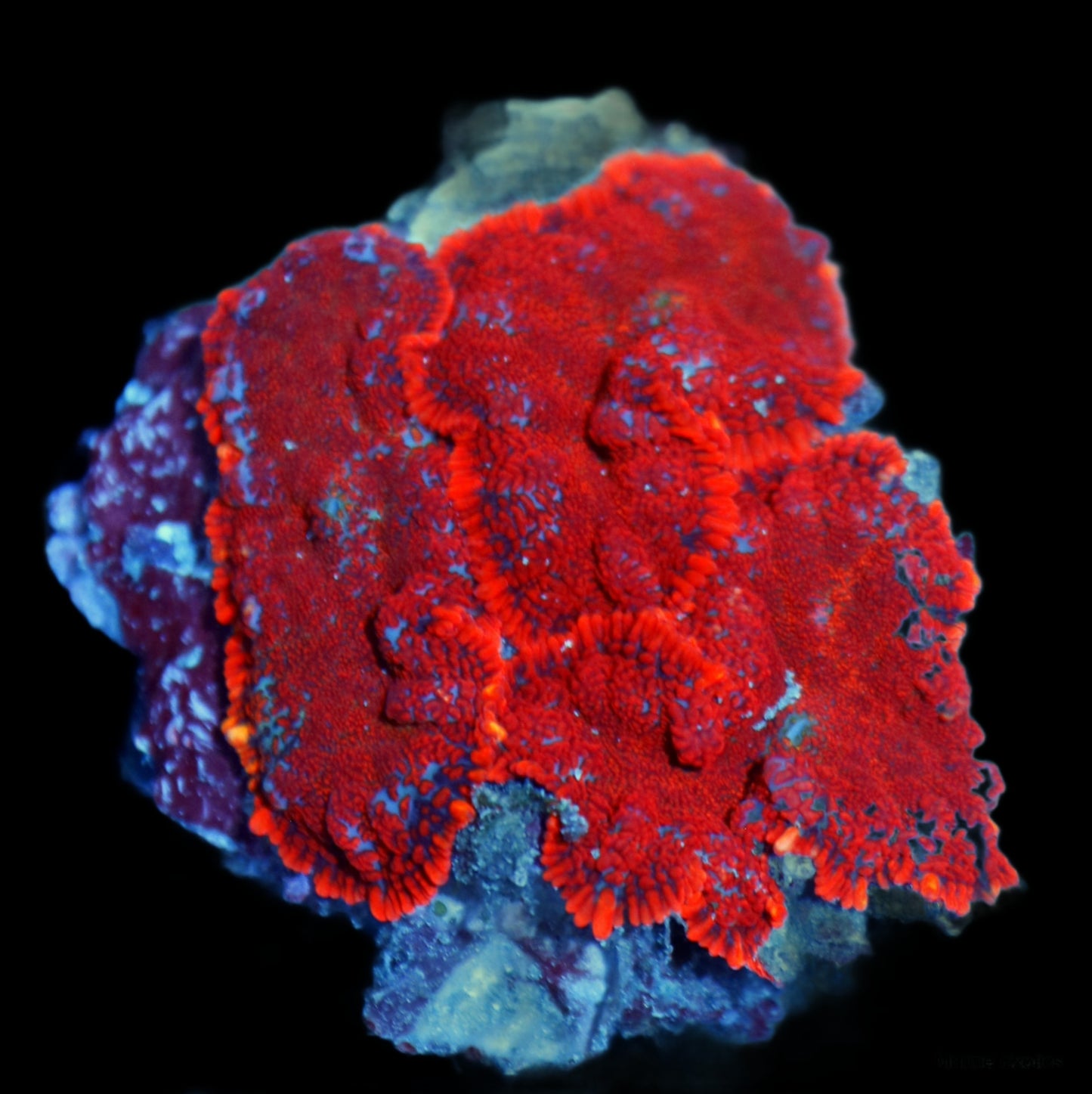 Ntx RHODACTIS ULTRA RED MUSHROOM ROCK