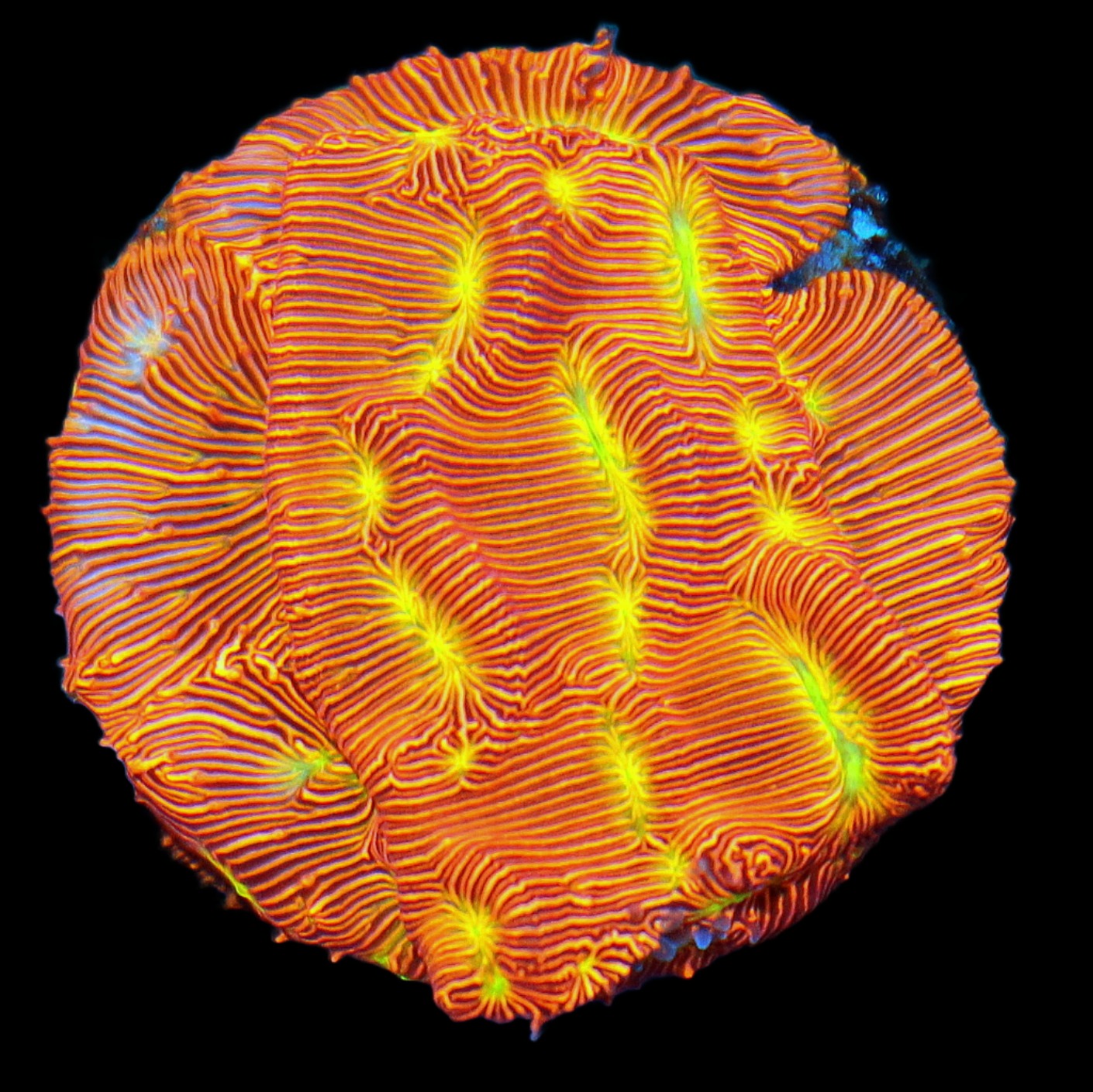 Jason Fox Jack O'Lantern leptoseris