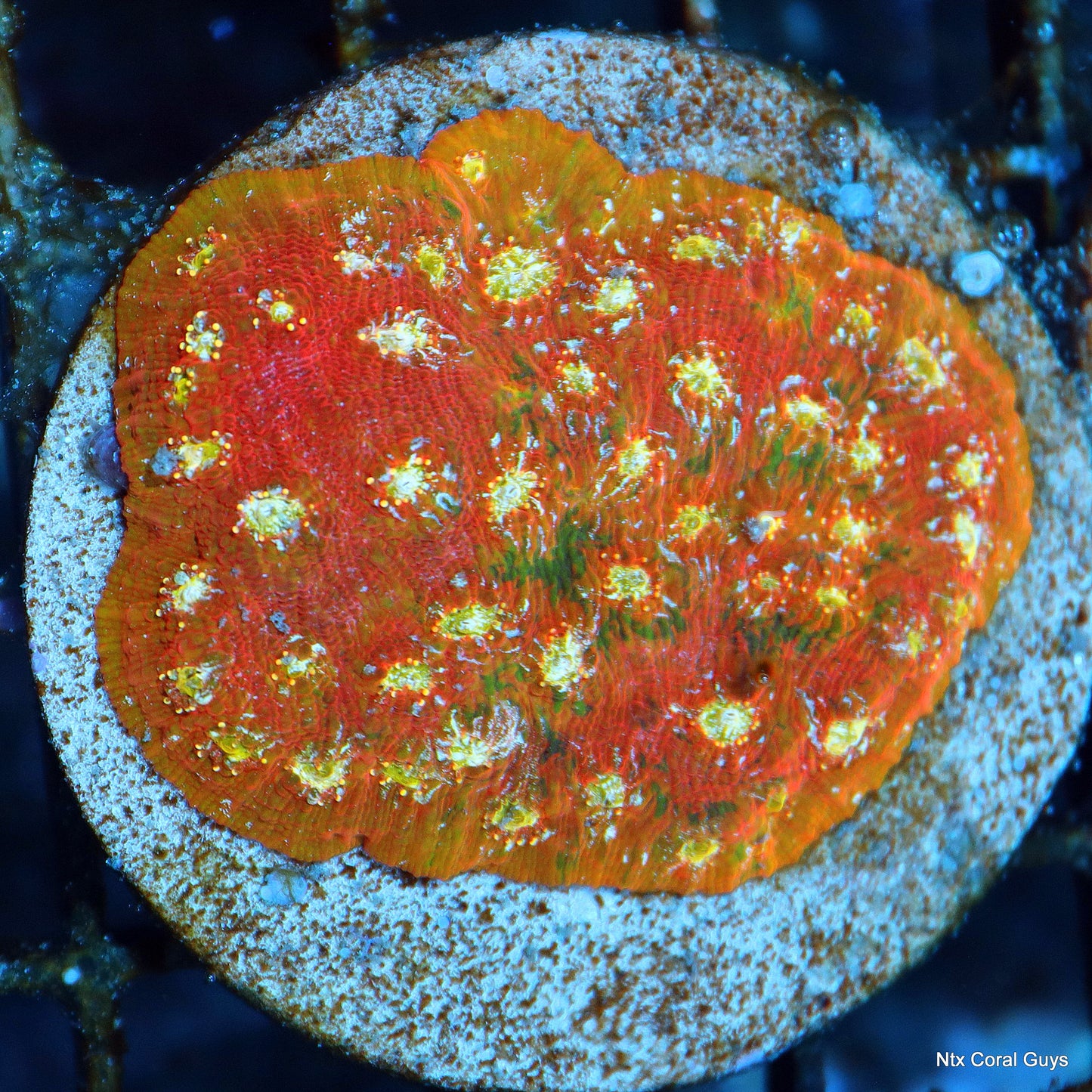 Ntx FIRE INSIDE CHALICE