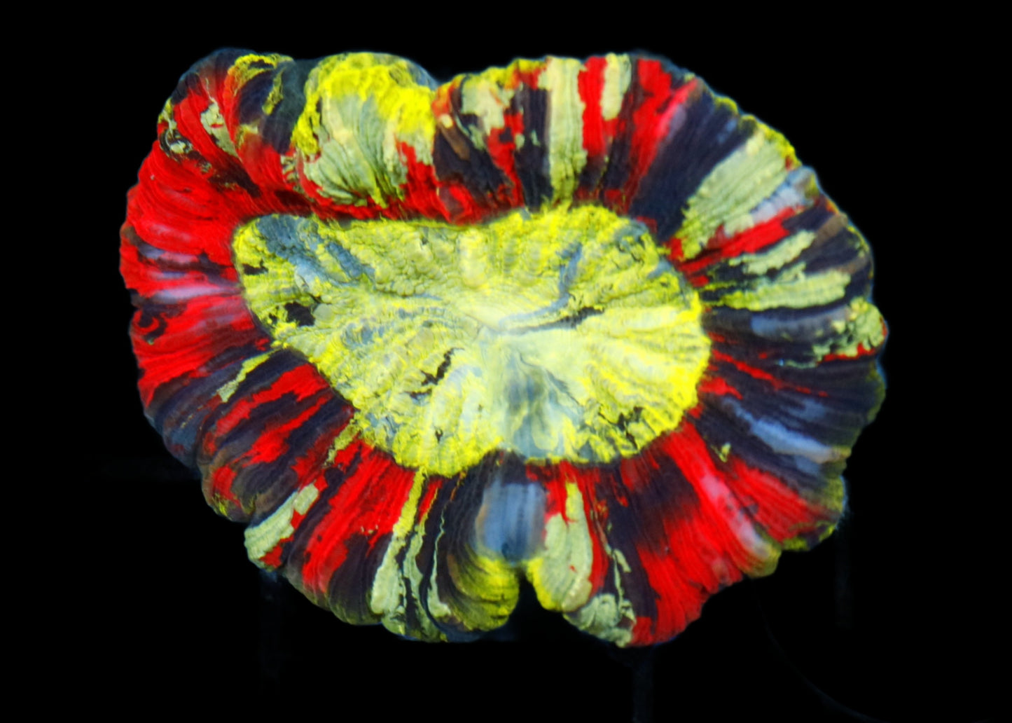Ntx MULTI COLOR TRACHYPHYLLIA BRAIN