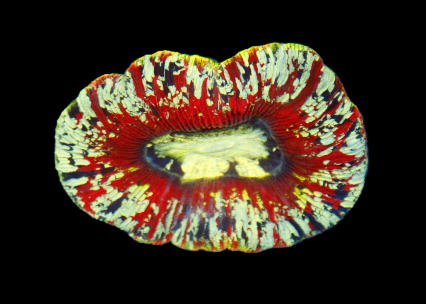 Ntx MULTI COLOR YELLOW RIMMED TRACHYPHYLLIA BRAIN