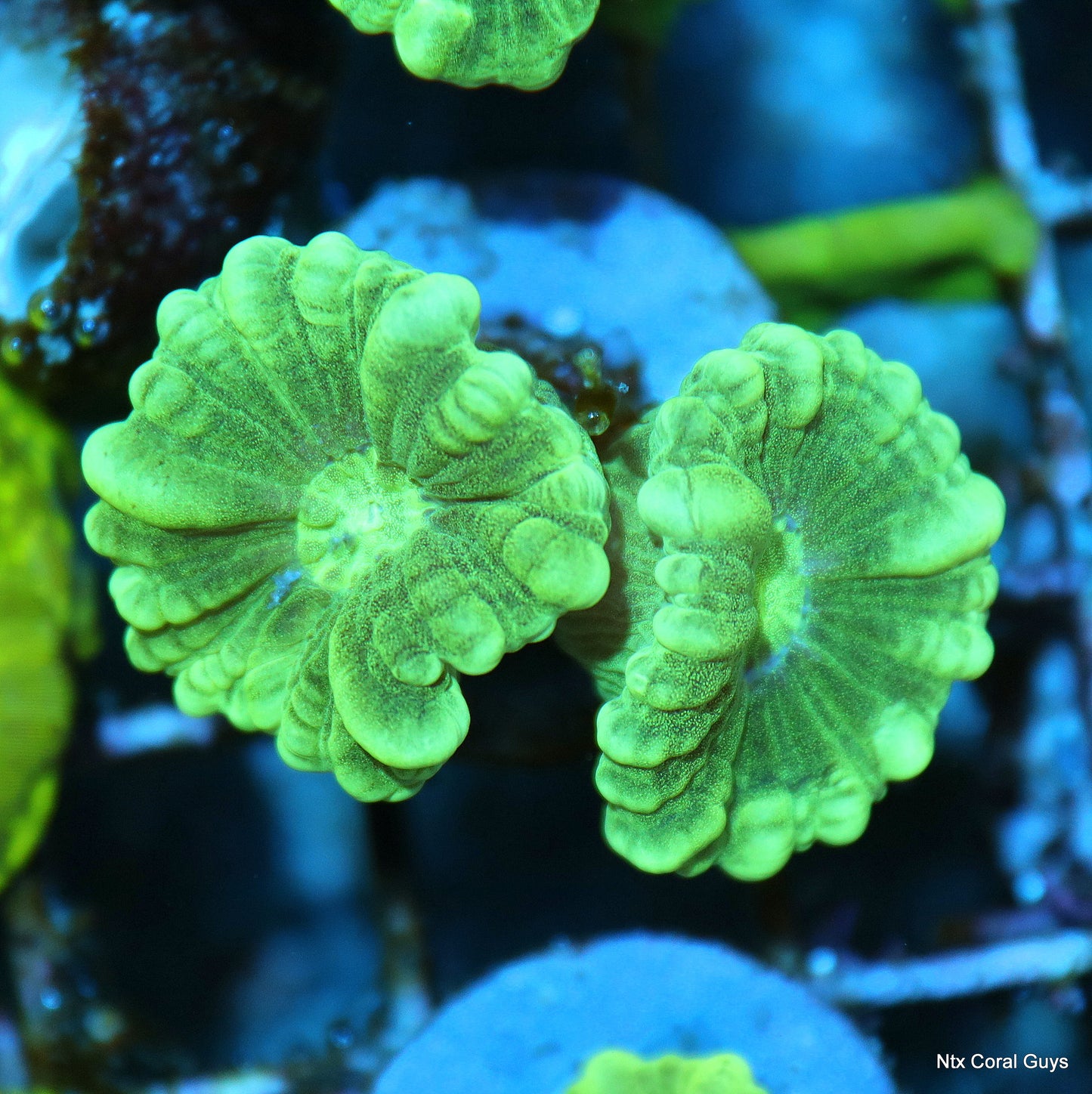 Ntx ULTRA TOXIC GREEN CANDY CANES