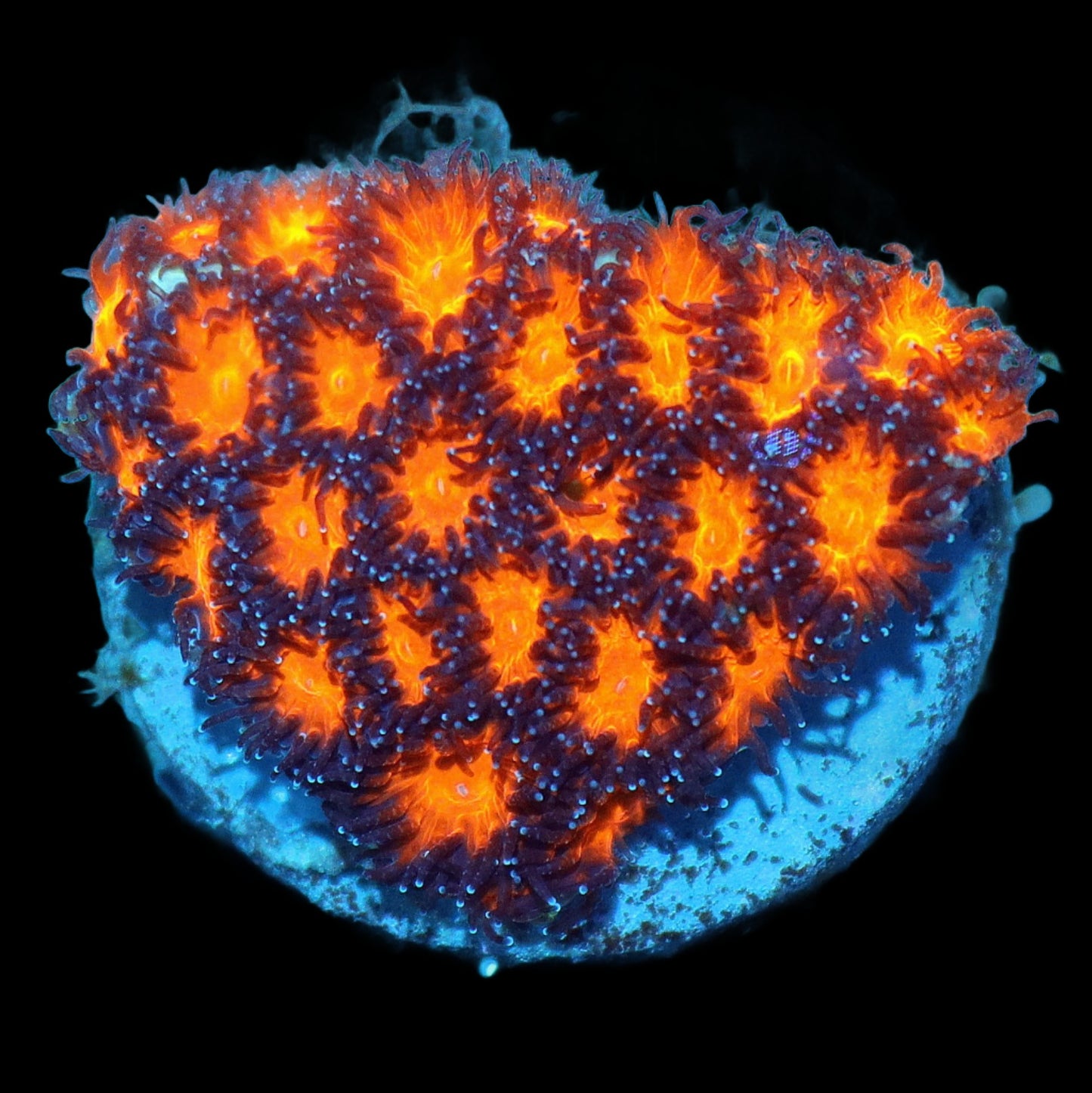 Ntx FIRE STARTER LEPTOSTREA