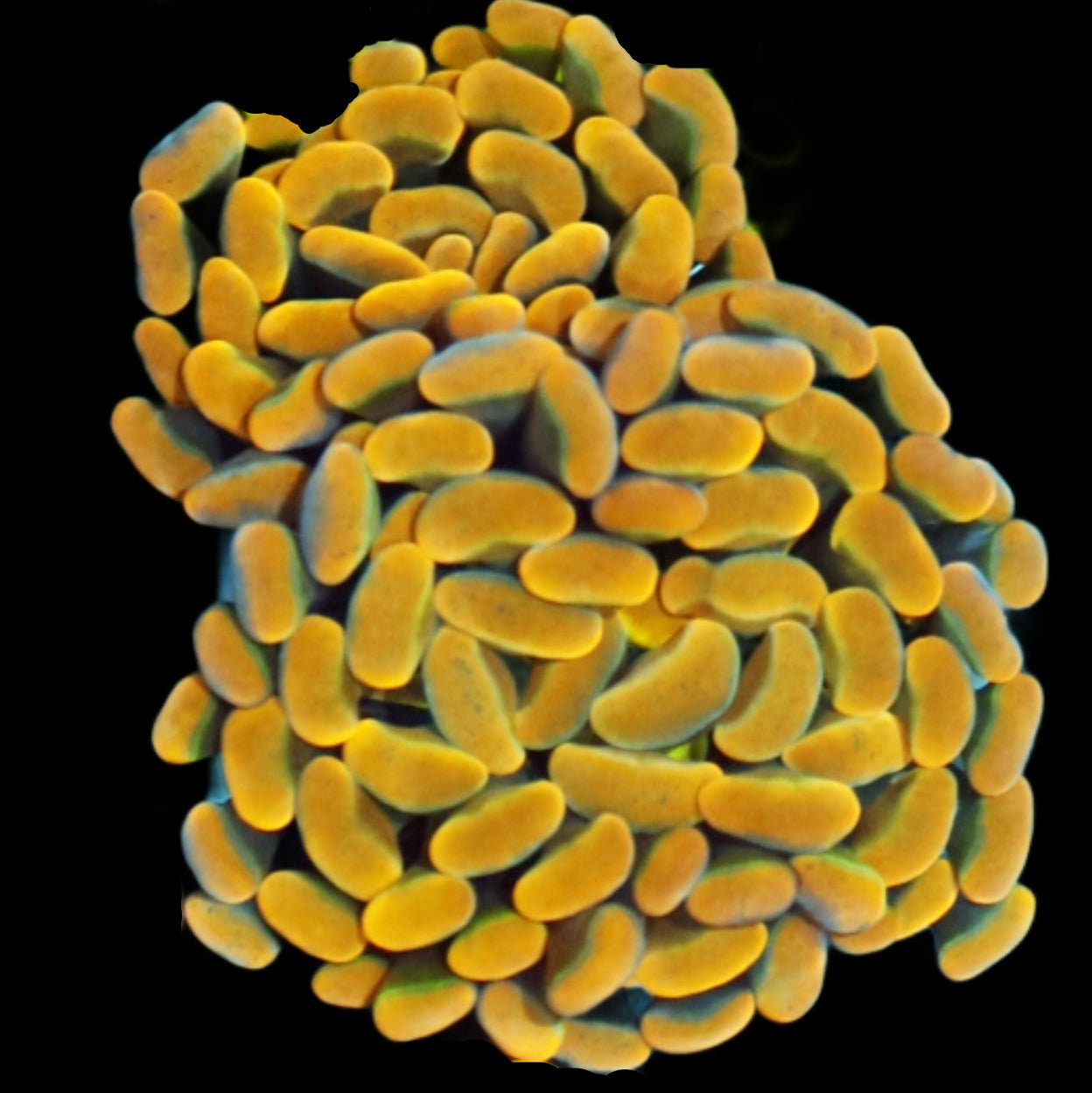 Ntx GOLD BRANCHING HAMMER 1 Head