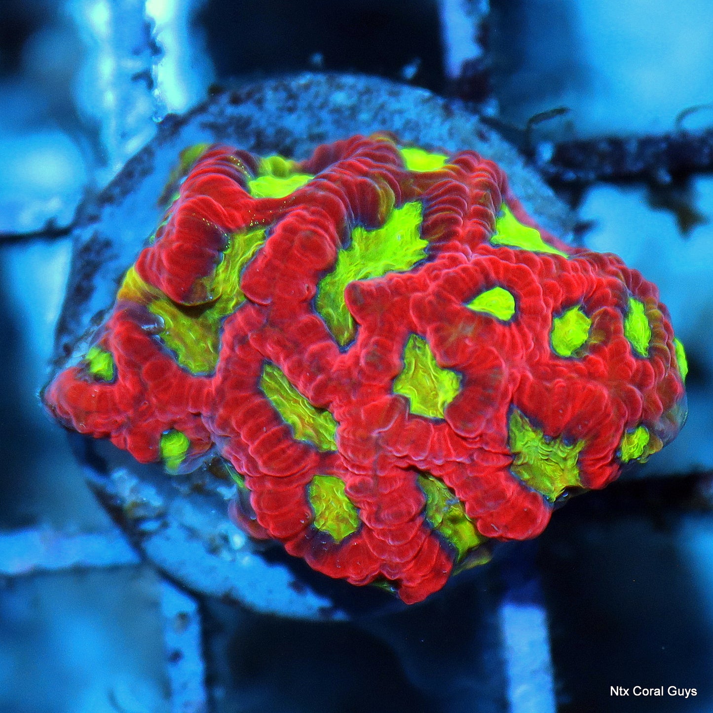 Ntx ATOMIC RED FAVITES