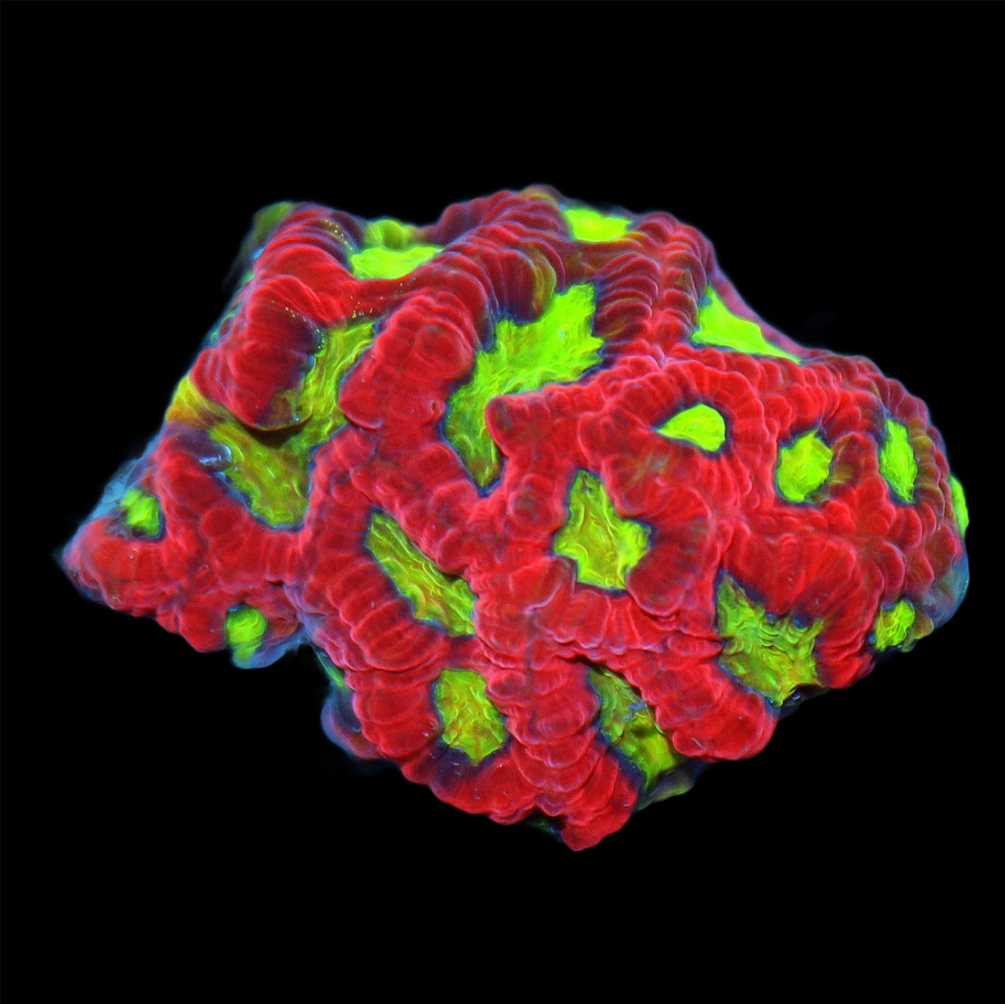 Ntx ATOMIC RED FAVITES