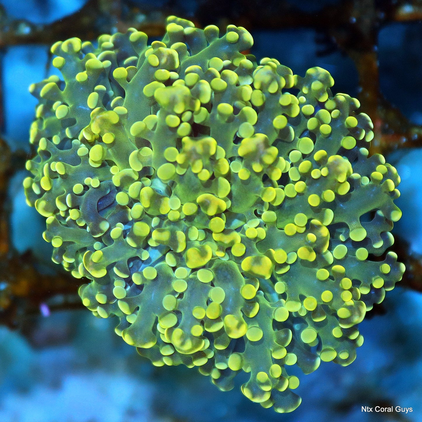 Ntx YELLOW BRANCHING OCTOSPAWN