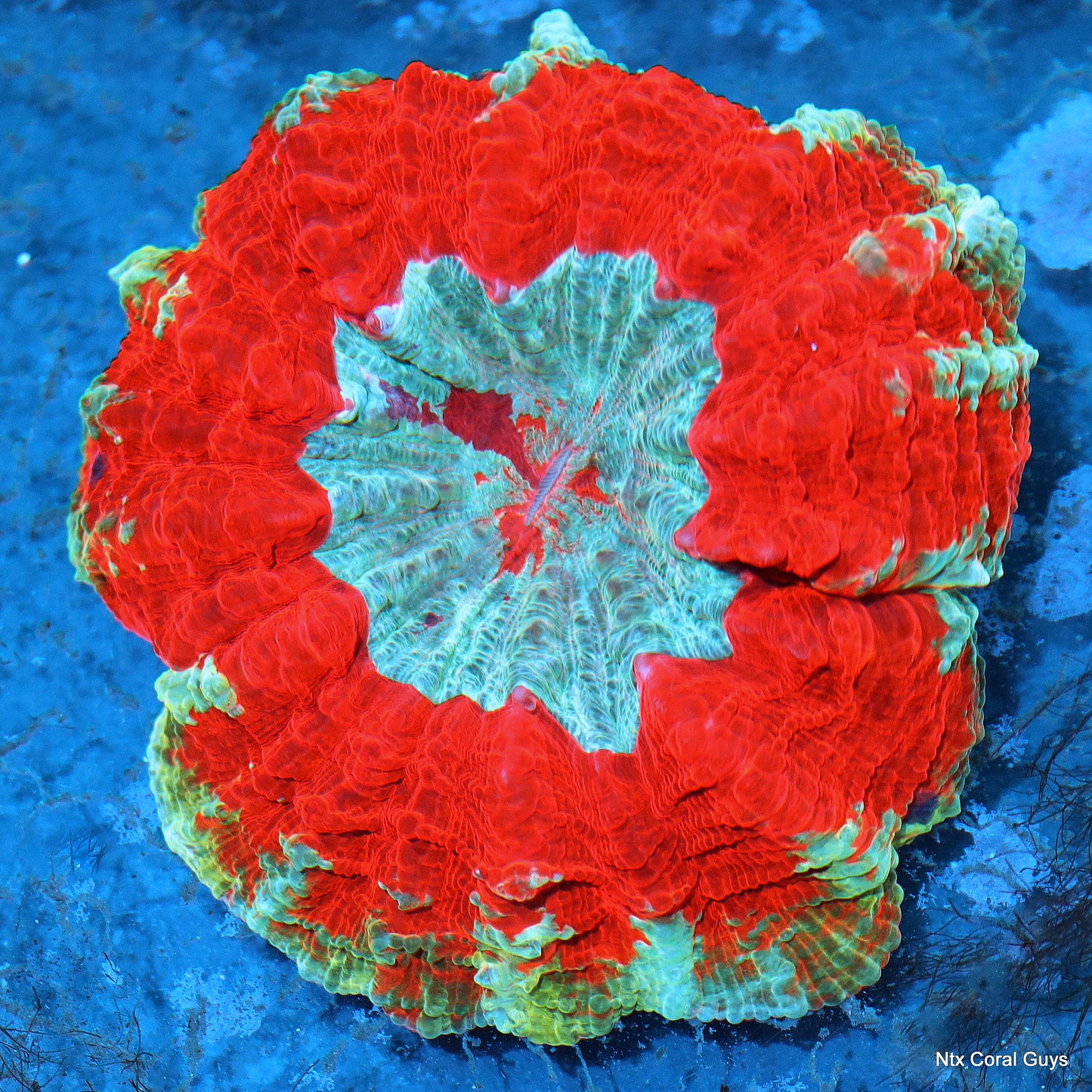Ntx ULTRA RED ACANTHOPHYLLIA