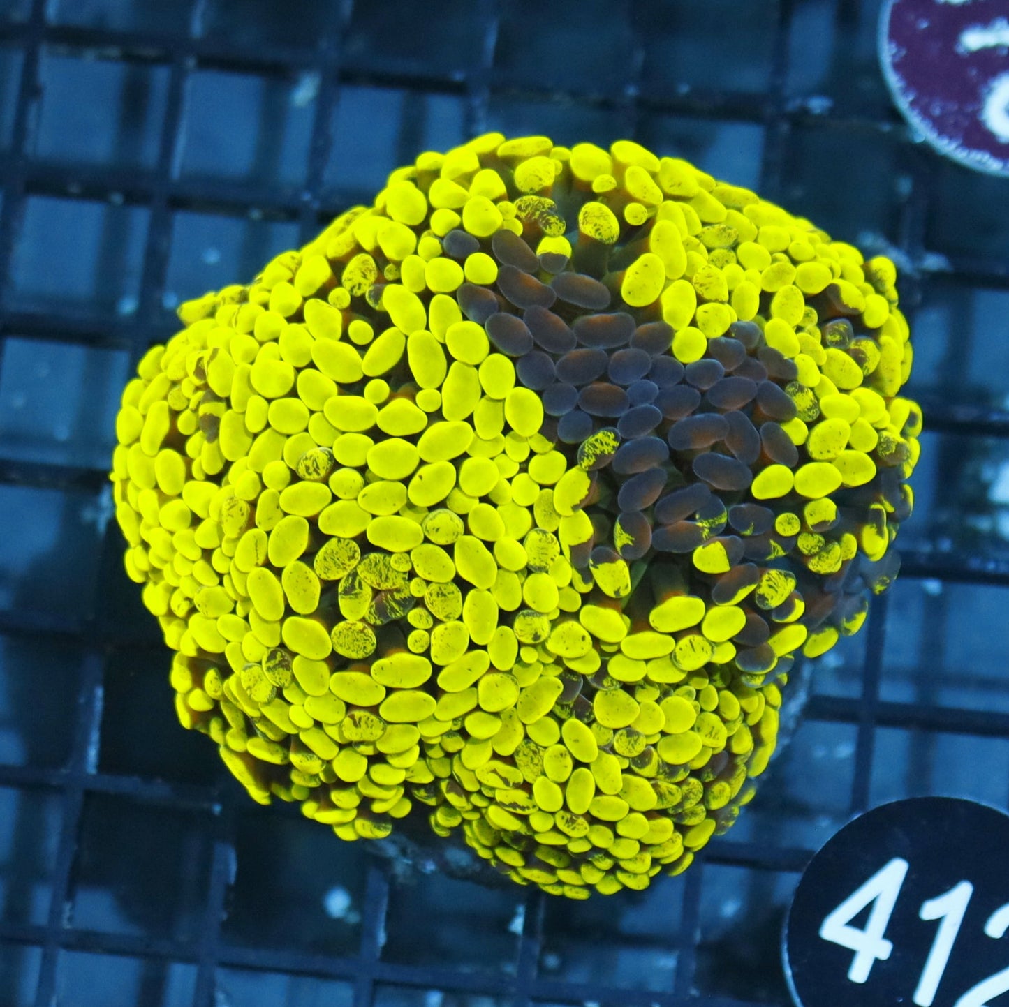 Ntx Ultra Metallic Grafted Branching Hammer Colony 5+ heads