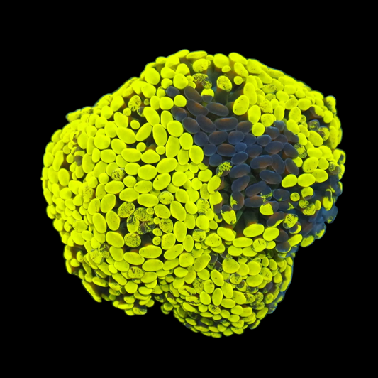 Ntx Ultra Metallic Grafted Branching Hammer Colony 5+ heads