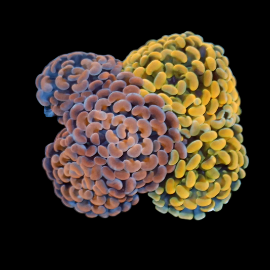 Ntx Combo Branching Hammer