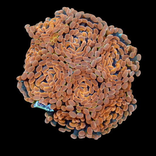 Copper/Gold Hammer Colony