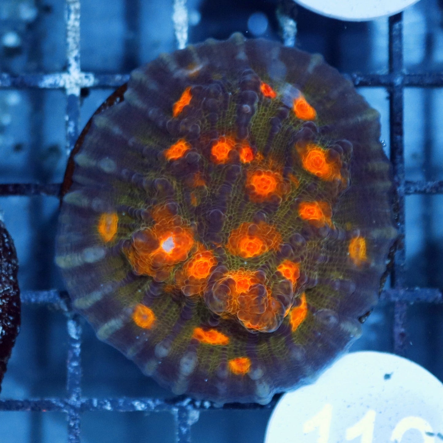 Ntx Hot Lava Mycedium Chalice