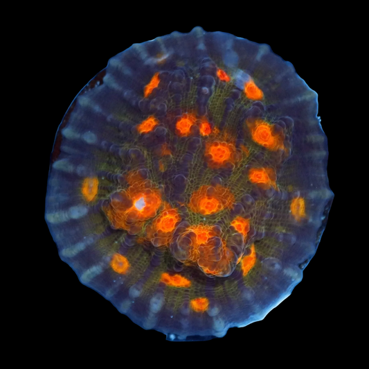 Ntx Hot Lava Mycedium Chalice