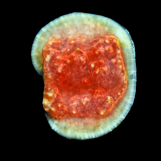 Ntx Tigers Blood  Echinophyllia Chalice