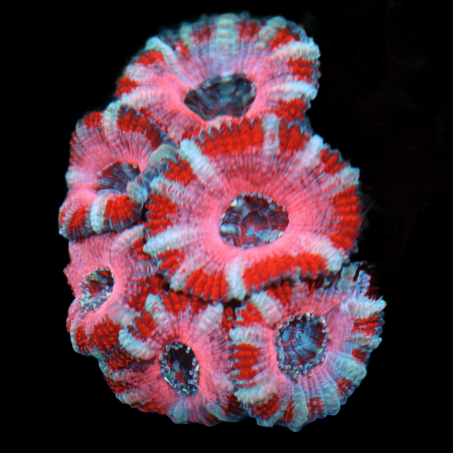 Ntx PINK PANTHER ACAN LORDS