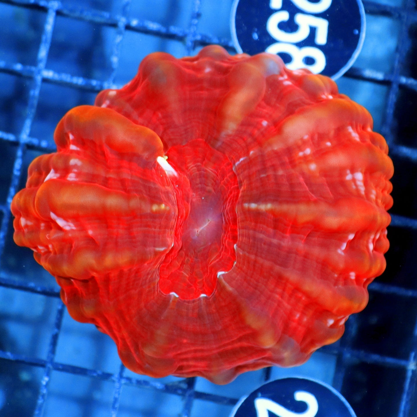 Ntx Ultra Metallic Red Cynarina