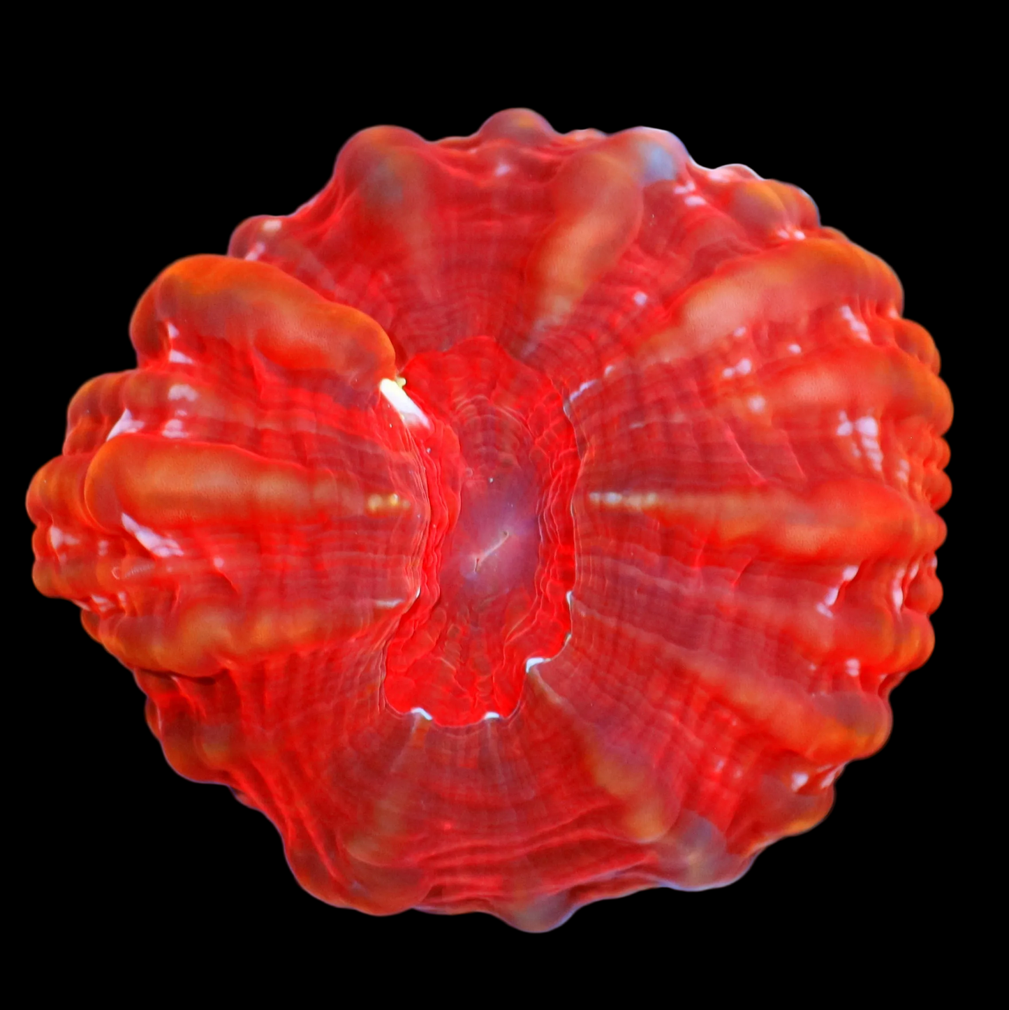 Ntx Ultra Metallic Red Cynarina