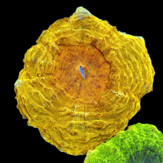 Ntx Golden Eye Acanthophyllia