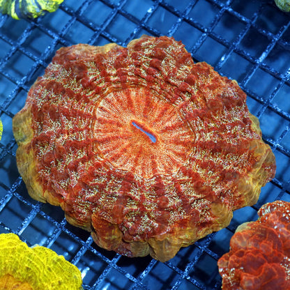 Ntx Stunning Solar Flair Acanthophyllia 6x6"