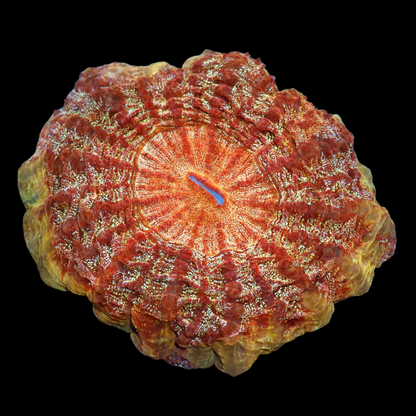 Ntx Stunning Solar Flair Acanthophyllia 6x6"