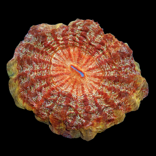 Ntx Stunning Solar Flair Acanthophyllia 6x6"