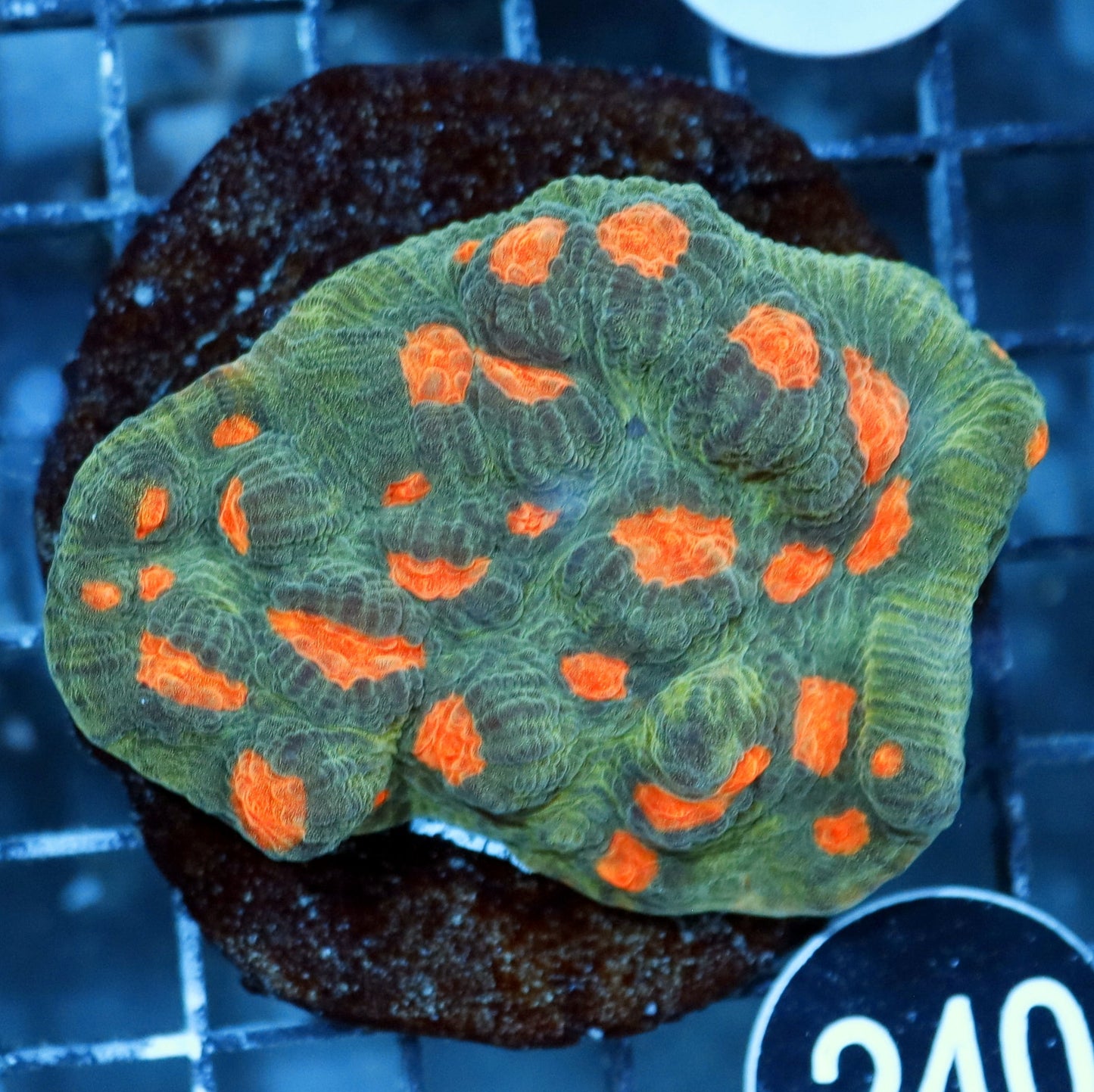 Ntx Dream Sickle Mycedium Chalice  3x3"