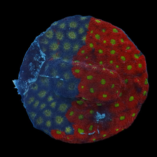 Ntx War Coral Favia 3x3"