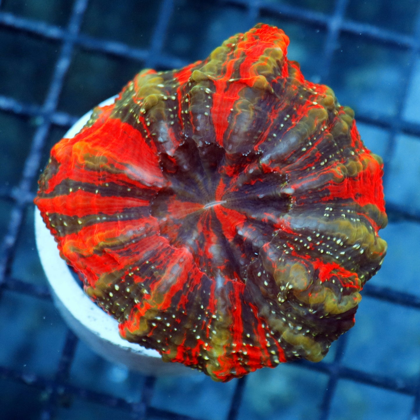Ntx Dark Matter Acanthophyllia