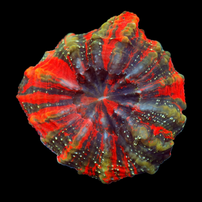 Ntx Dark Matter Acanthophyllia