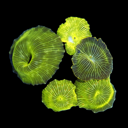 Ntx Metallic Green Watermelon Discosoma colony