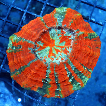 Ntx Fire Acanthophyllia 6x6"