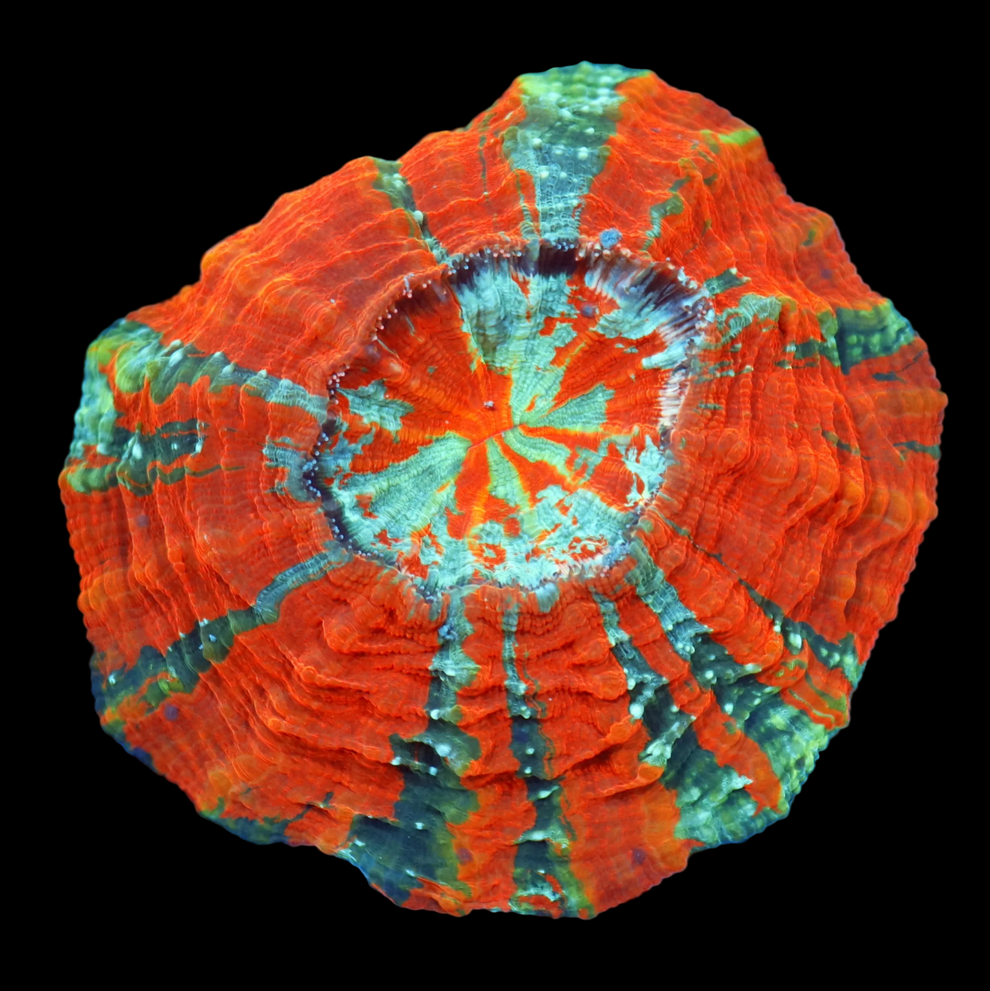 Ntx Fire Acanthophyllia 6x6"