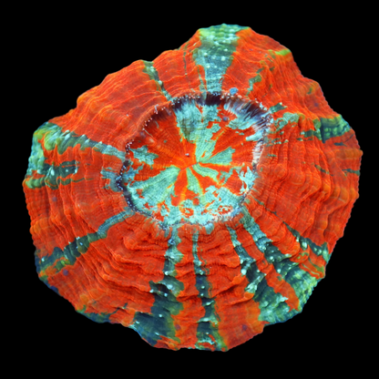 Ntx Fire Acanthophyllia 6x6"
