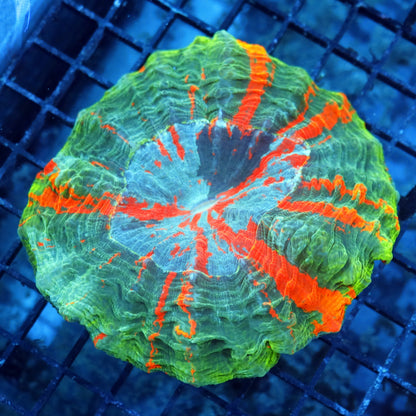 Ntx Mean Green Acanthophyllia