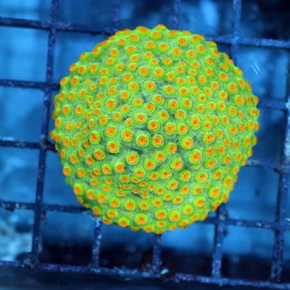 Ntx Atomic Cyphastrea 3x3"