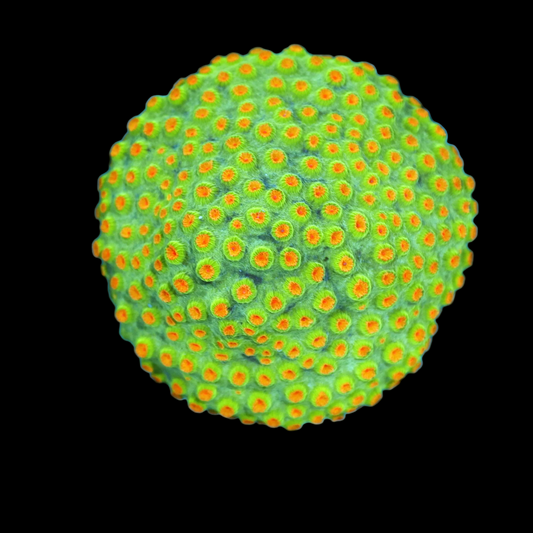 Ntx Atomic Cyphastrea 3x3"