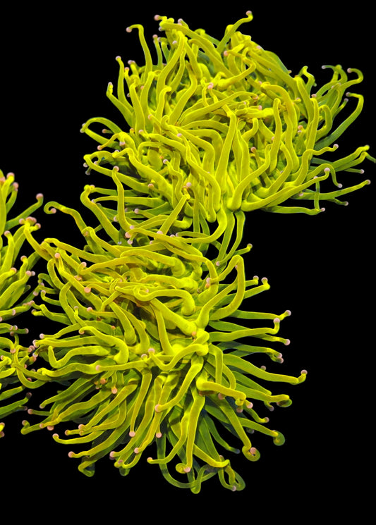 Ntx super Holy Grail Torch with Pink Tips  2 XLarge Heads